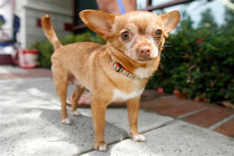 Toni, a very cute golden red Chiweenie, will be ready for adoption before Christmas. . Chihuahua rescue san diego